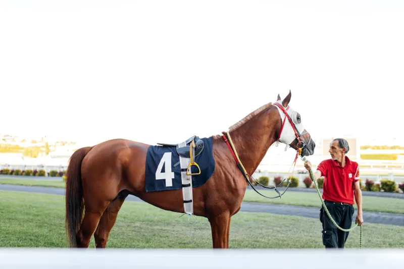 Before the Bugle Sounds: Inside the Relentless Daily Rhythm of a Thoroughbred Stable