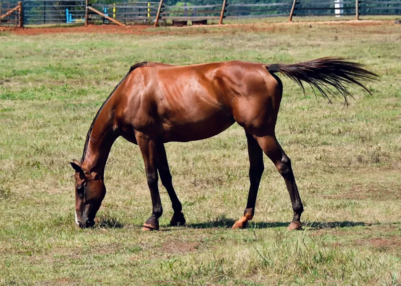 Life After the Limelight: The Divergent Paths Champion Thoroughbreds Travel When Racing Ends