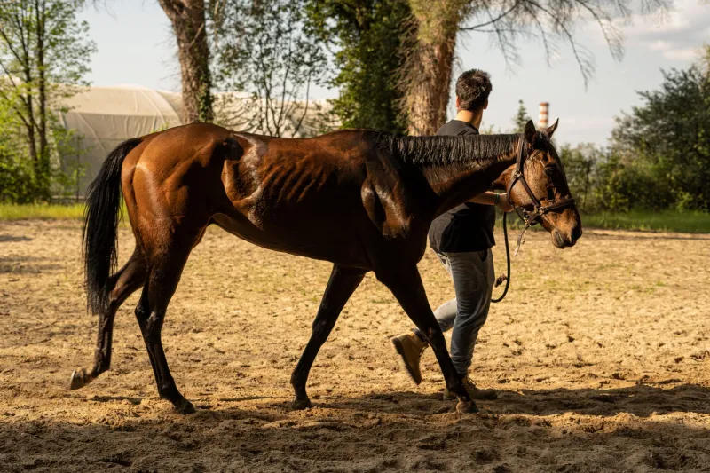 From the Bargain Rail to the Winners' Circle: The Claiming Trainers Who Outfox the Big Stables