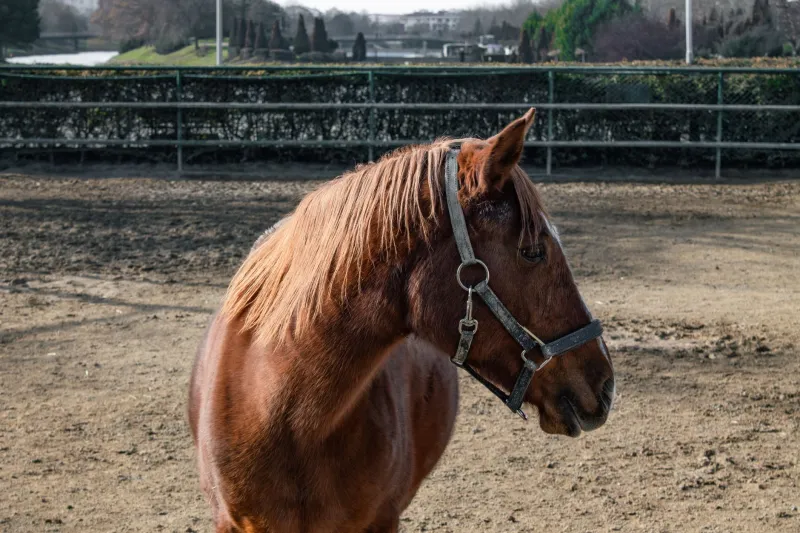 The True Price of the Gate: Counting Every Dollar It Takes to Race a Thoroughbred in America